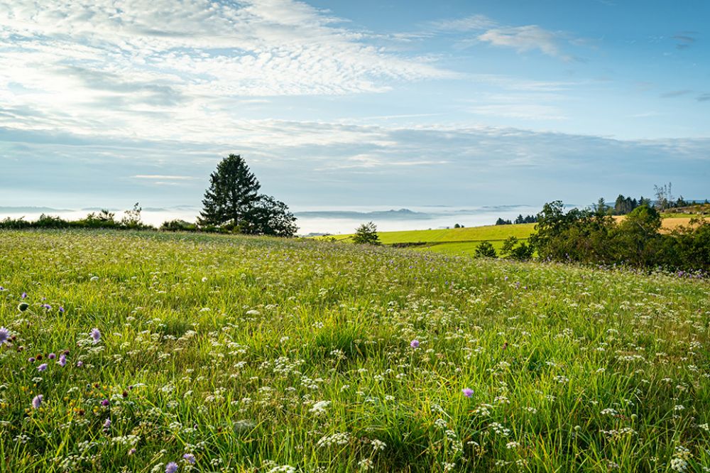 Foto: Wiese